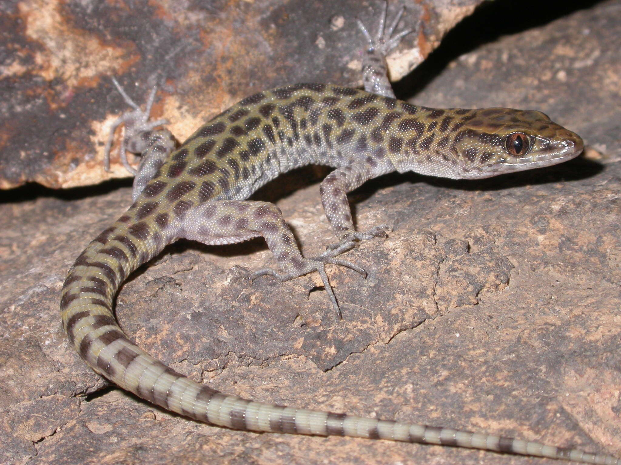 Image of Bolson Night Lizard