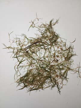 Image of horned pondweed