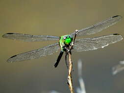 Image of Great Pondhawk