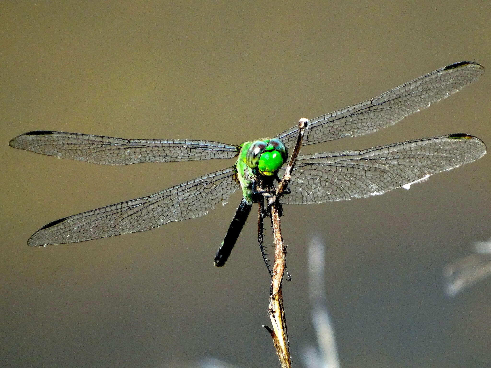 Image of Great Pondhawk