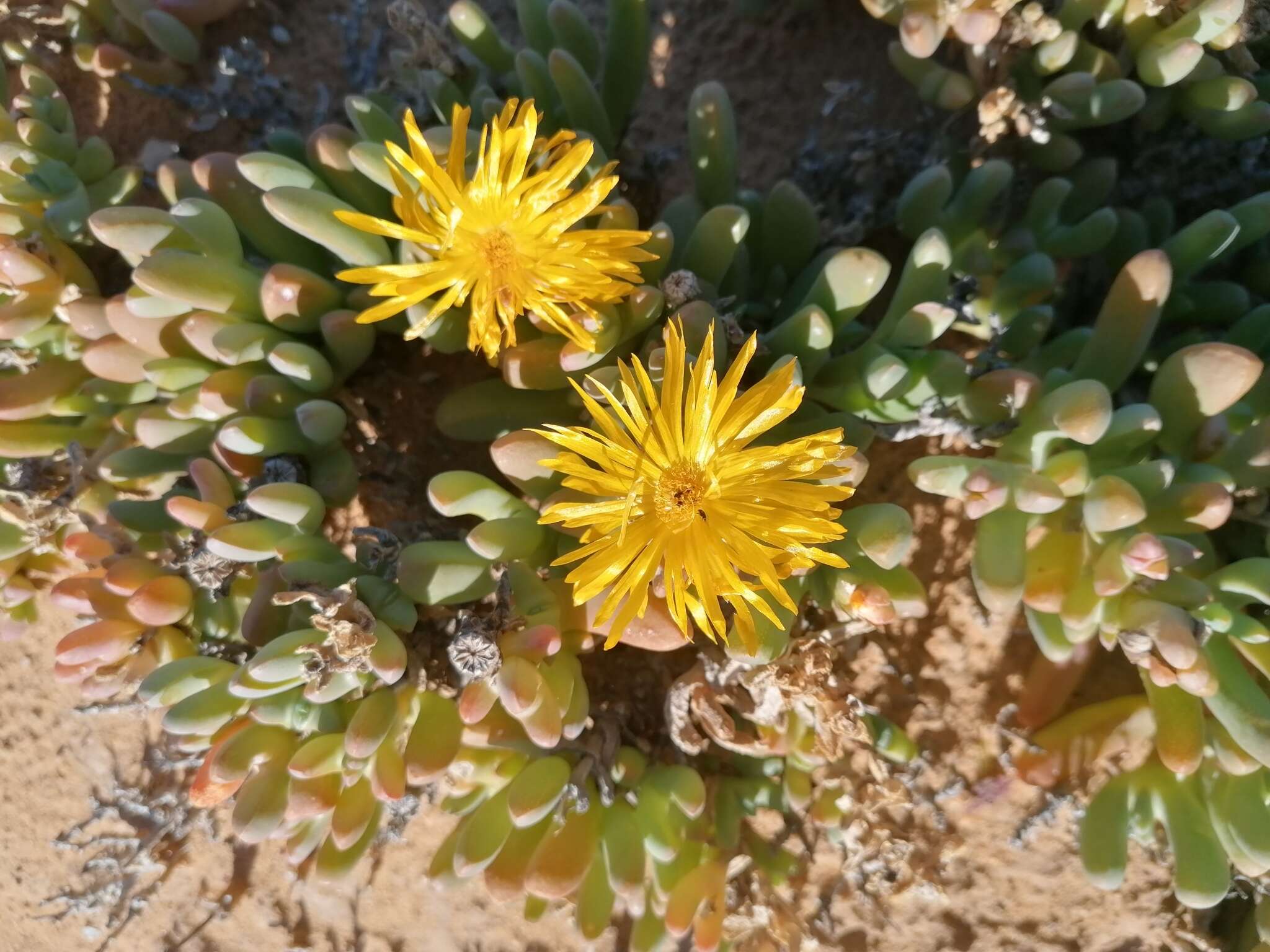 صورة Malephora crassa (L. Bol.) Jacobsen & Schwant.