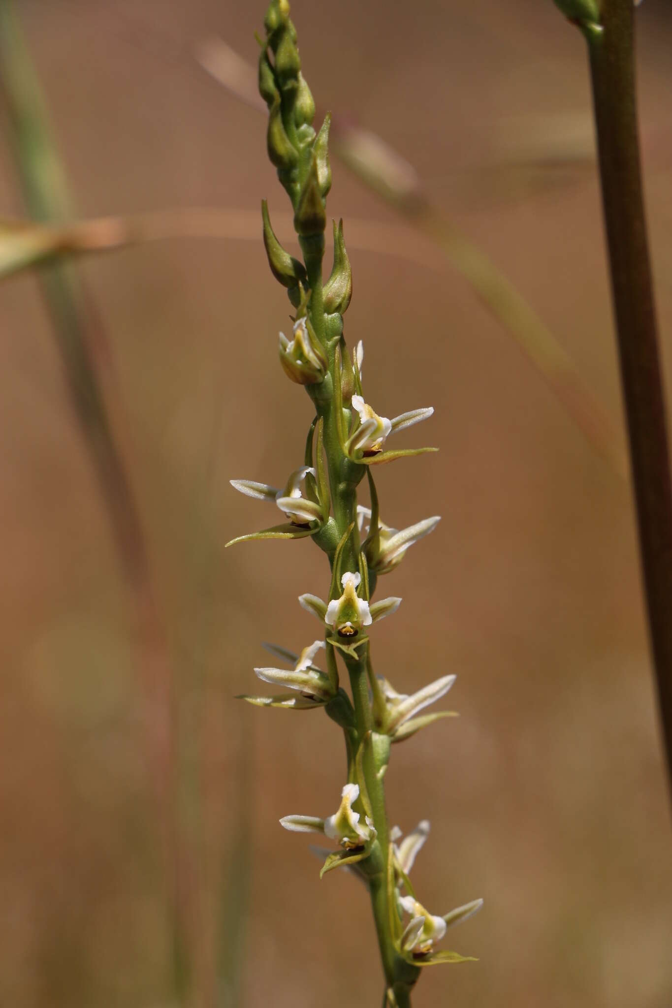 Imagem de Prasophyllum hygrophilum D. L. Jones & D. T. Rouse