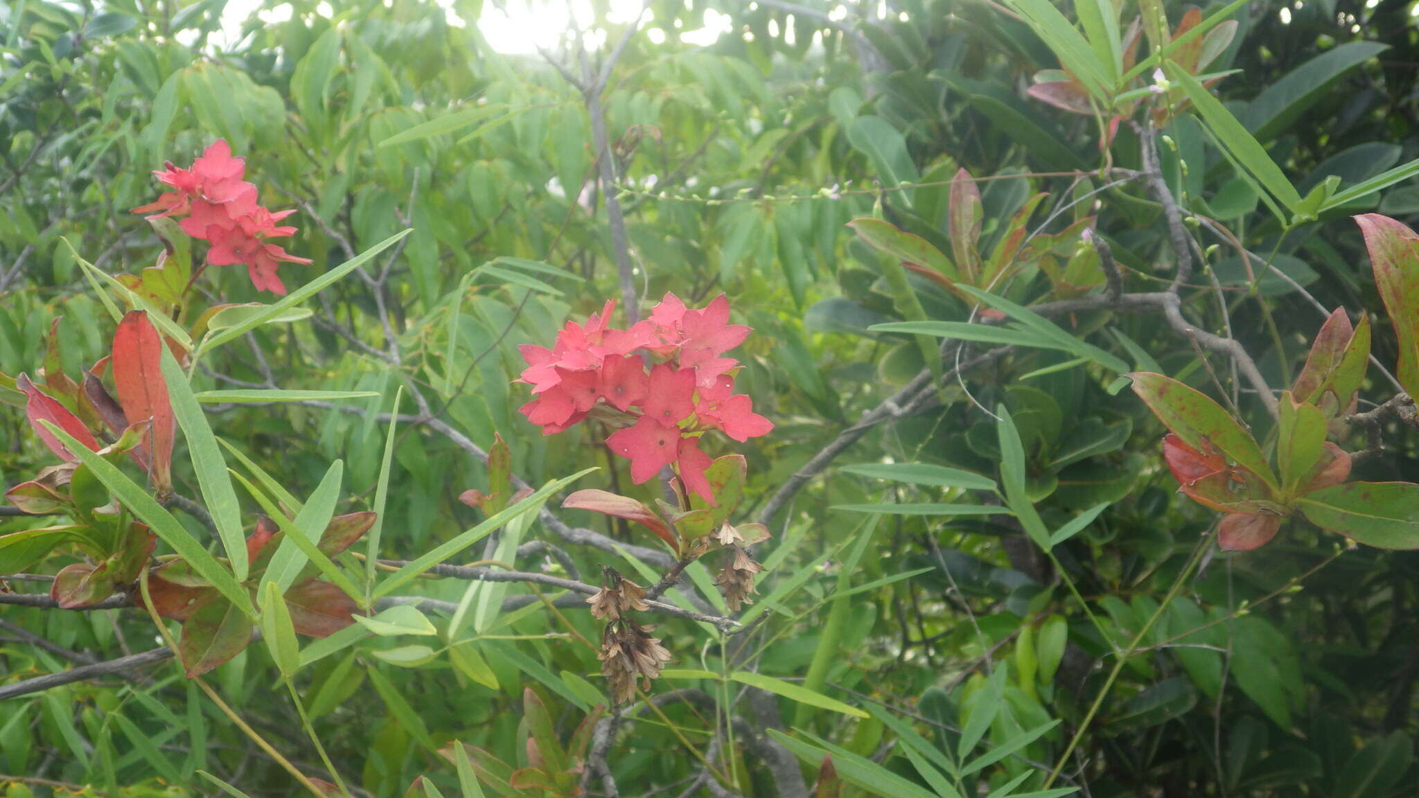 صورة Paracarphalea angulata (Baill.) Razafim., Ferm, B. Bremer & Kårehed