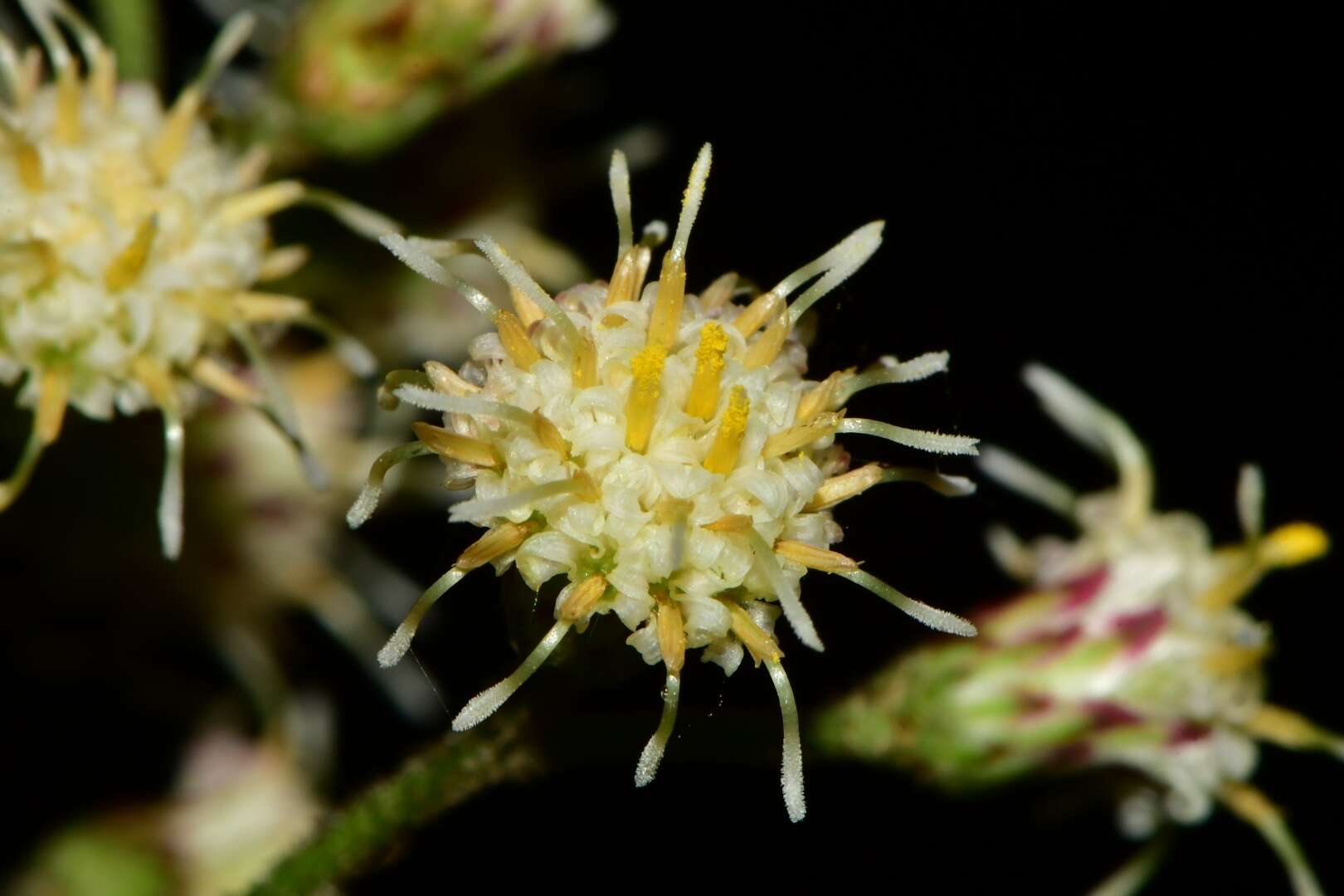 صورة Baccharis multiflora Kunth