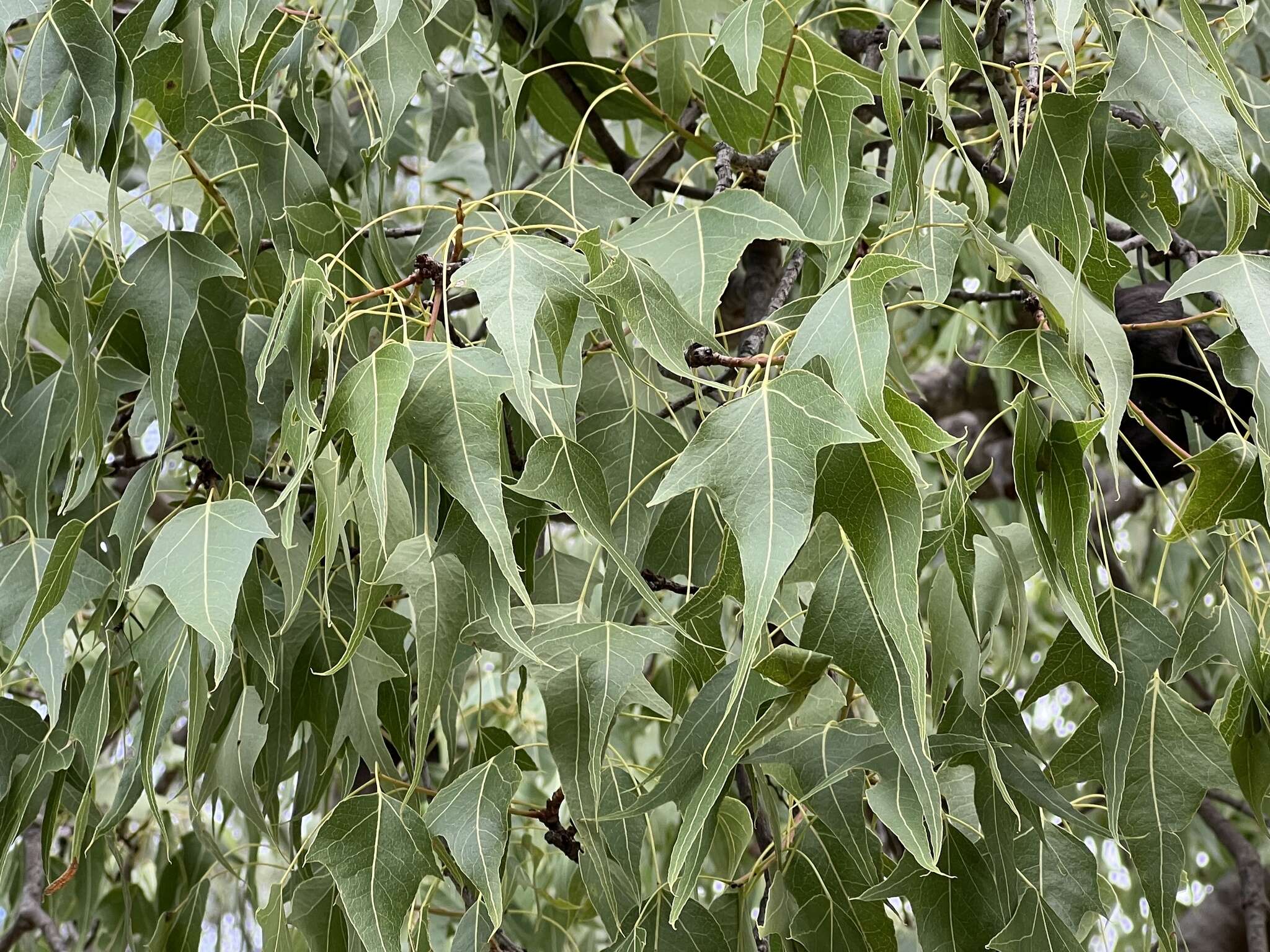 Image of Brachychiton populneus subsp. trilobus G. P. Guymer