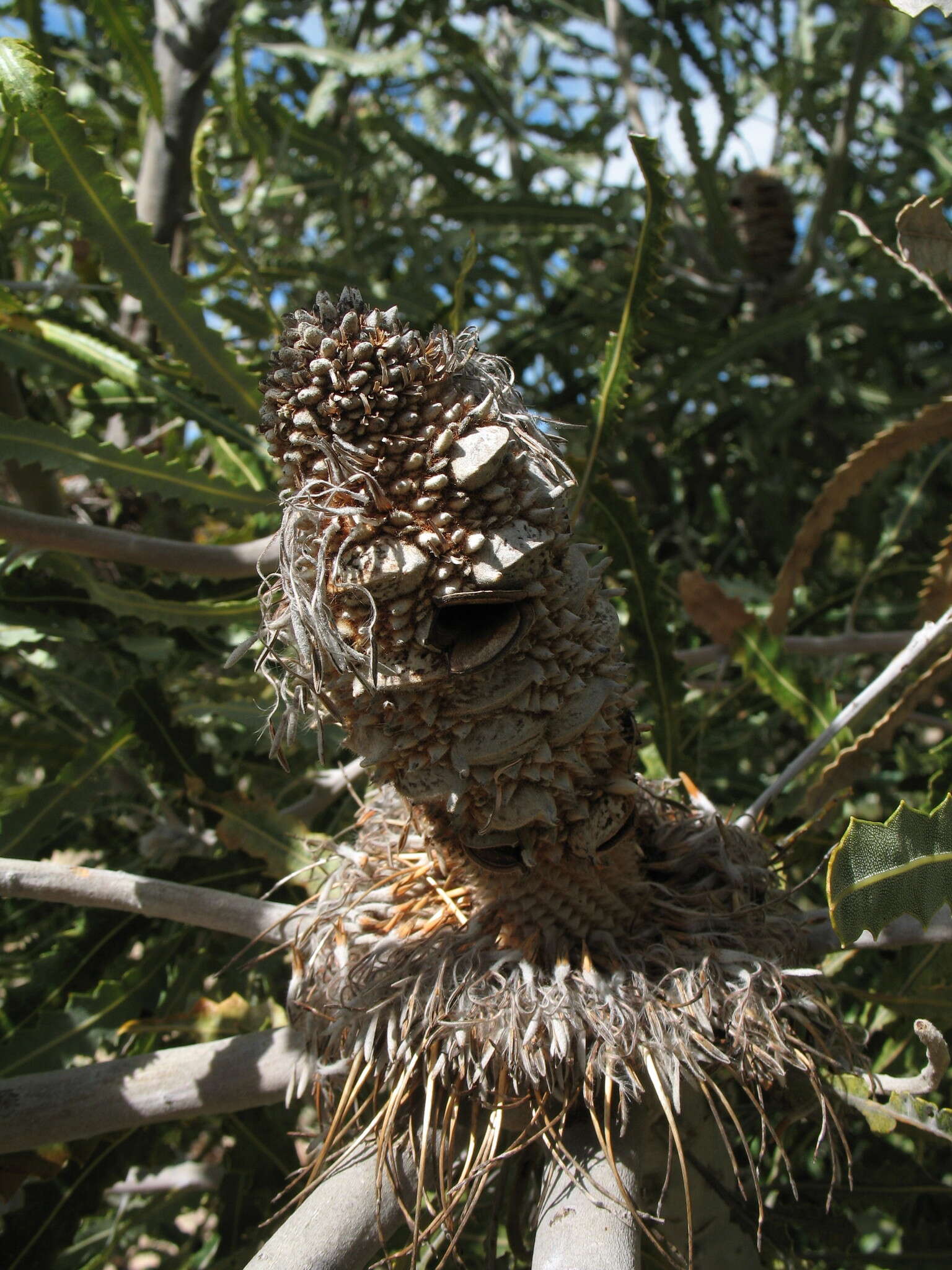 Image of Banksia prionotes Lindl.