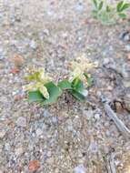 Image of Lachenalia undulata Masson ex Baker