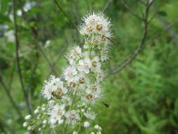 Image of white meadowsweet