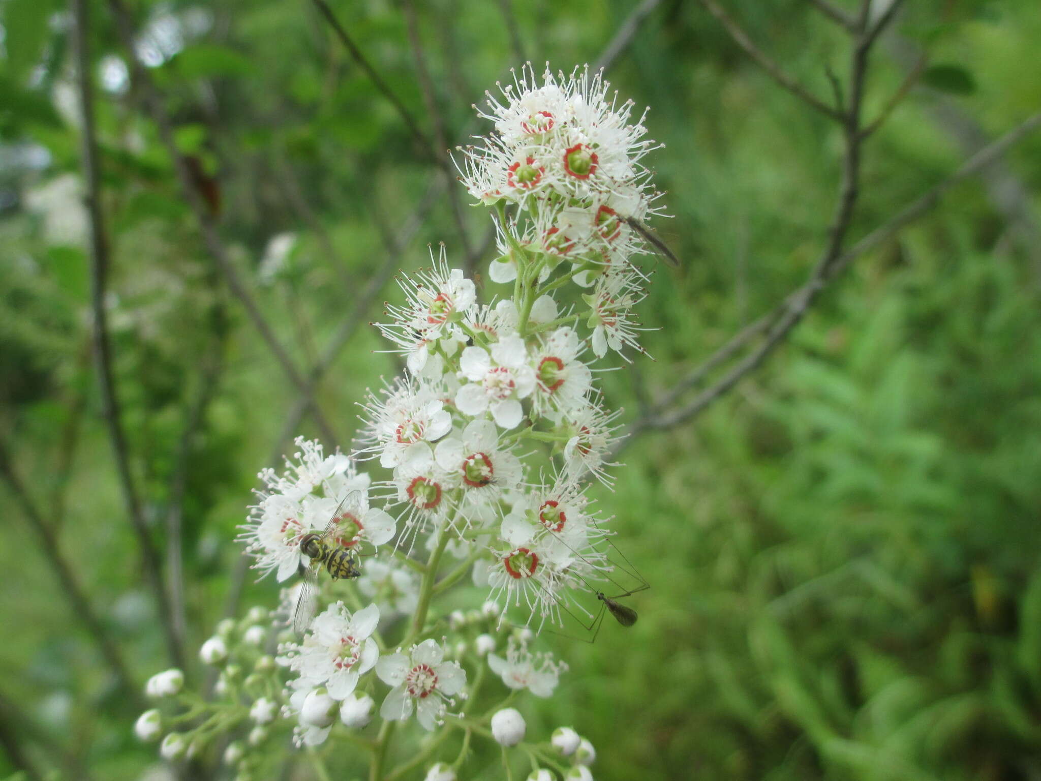 Imagem de Spiraea alba Du Roi