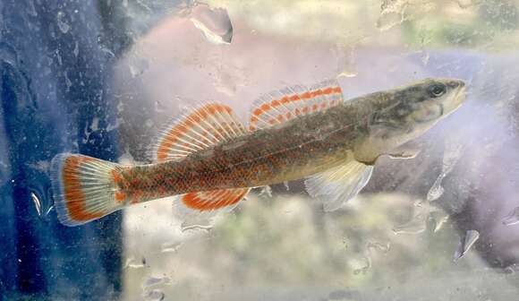 صورة Etheostoma whipplei (Girard 1859)