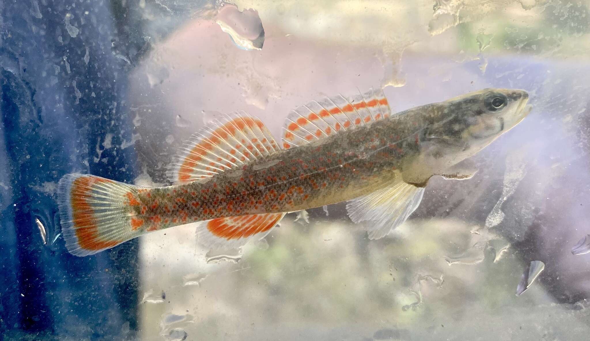 Image of Redfin Darter