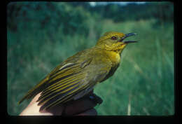 Слика од Chlorocichla laetissima (Sharpe 1899)