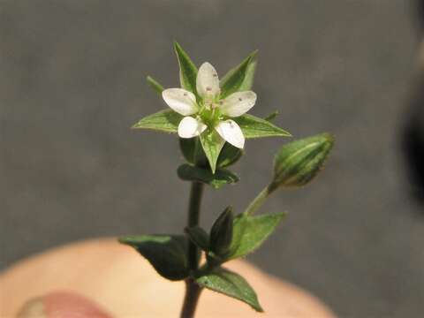 صورة Arenaria serpyllifolia subsp. serpyllifolia