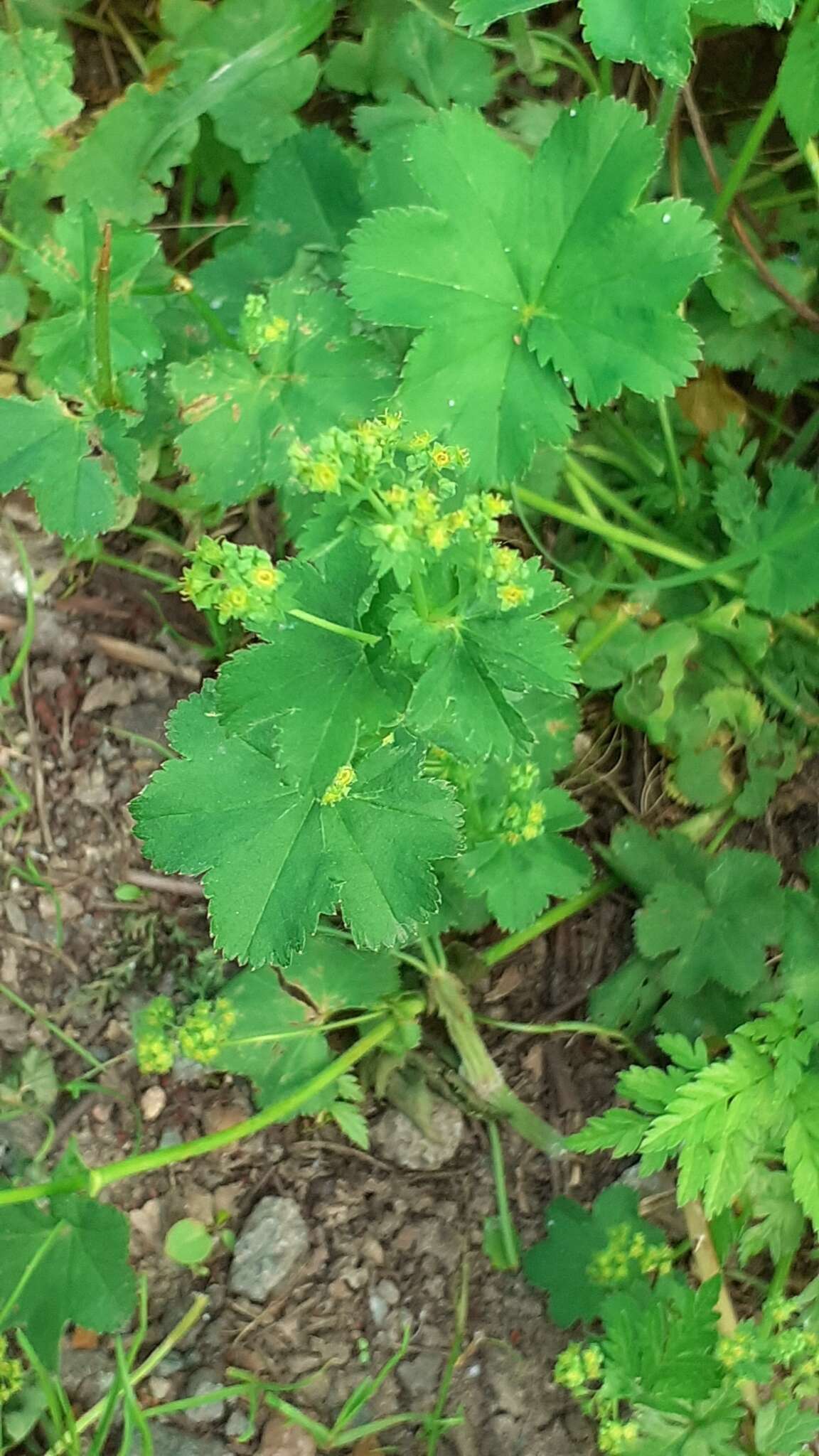 Image of Alchemilla devestiens Juz.