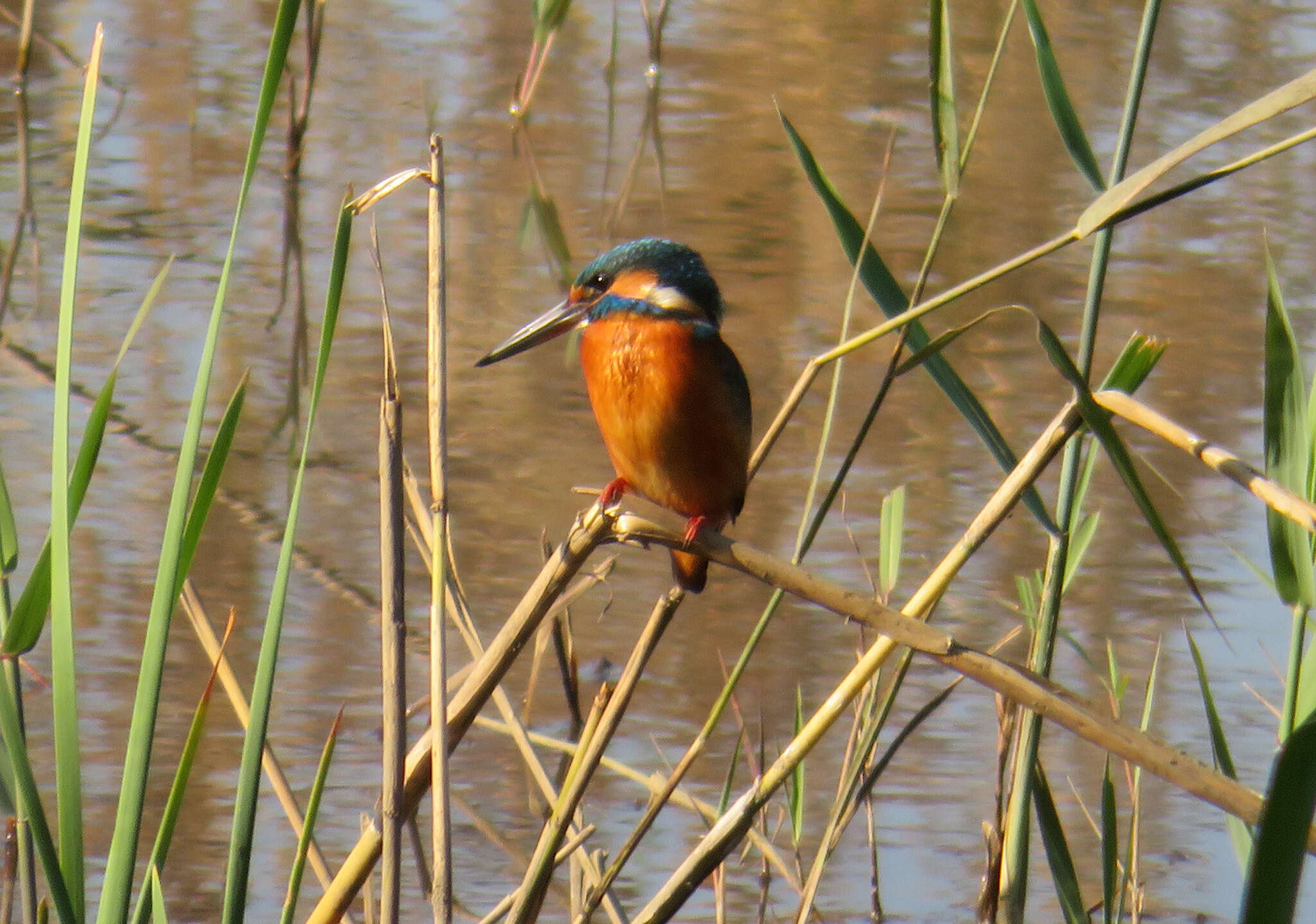 Image of Alcedo atthis bengalensis Gmelin & JF 1788