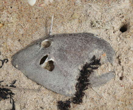 Image of Smooth leatherjacket