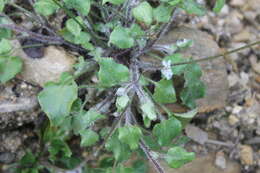 Mimophytum alienum (A. Gray ex Hemsl.) R. R. Mill ex Holstein & Weigend的圖片
