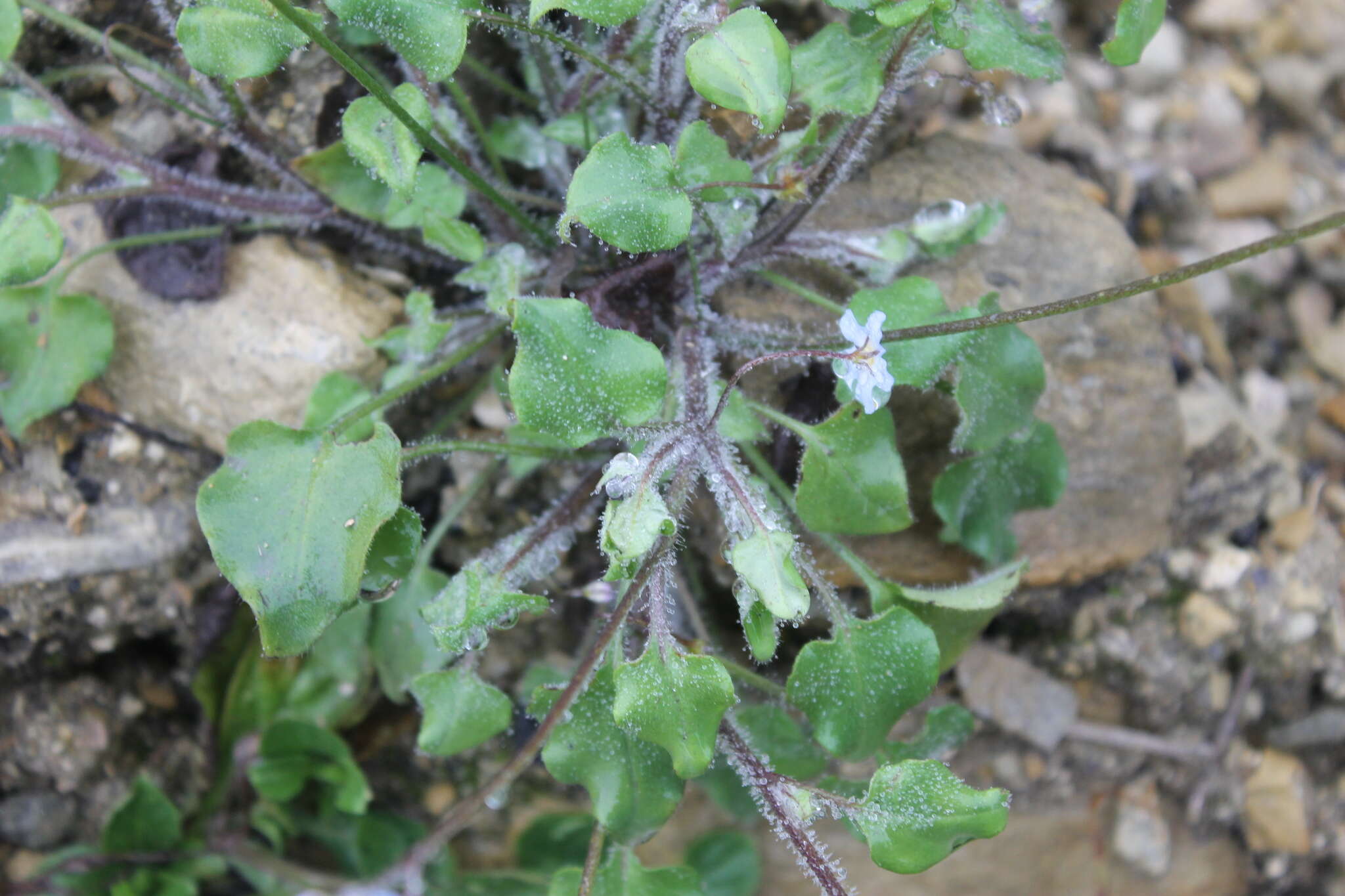 Mimophytum alienum (A. Gray ex Hemsl.) R. R. Mill ex Holstein & Weigend的圖片