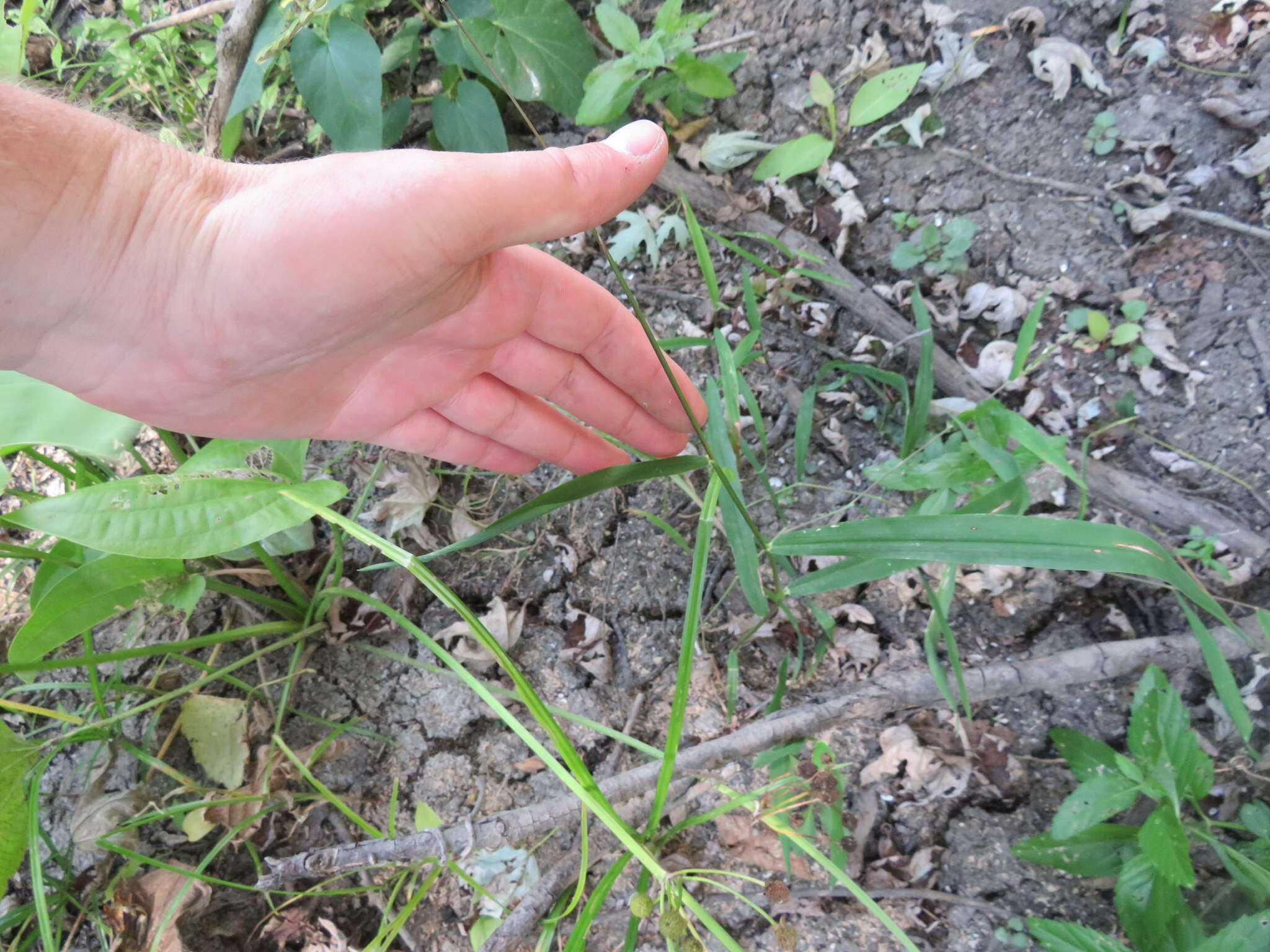 Plancia ëd Leersia lenticularis Michx.