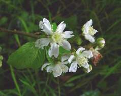 Image of Rubus dentatifolius (Briggs) W. C. R. Watson