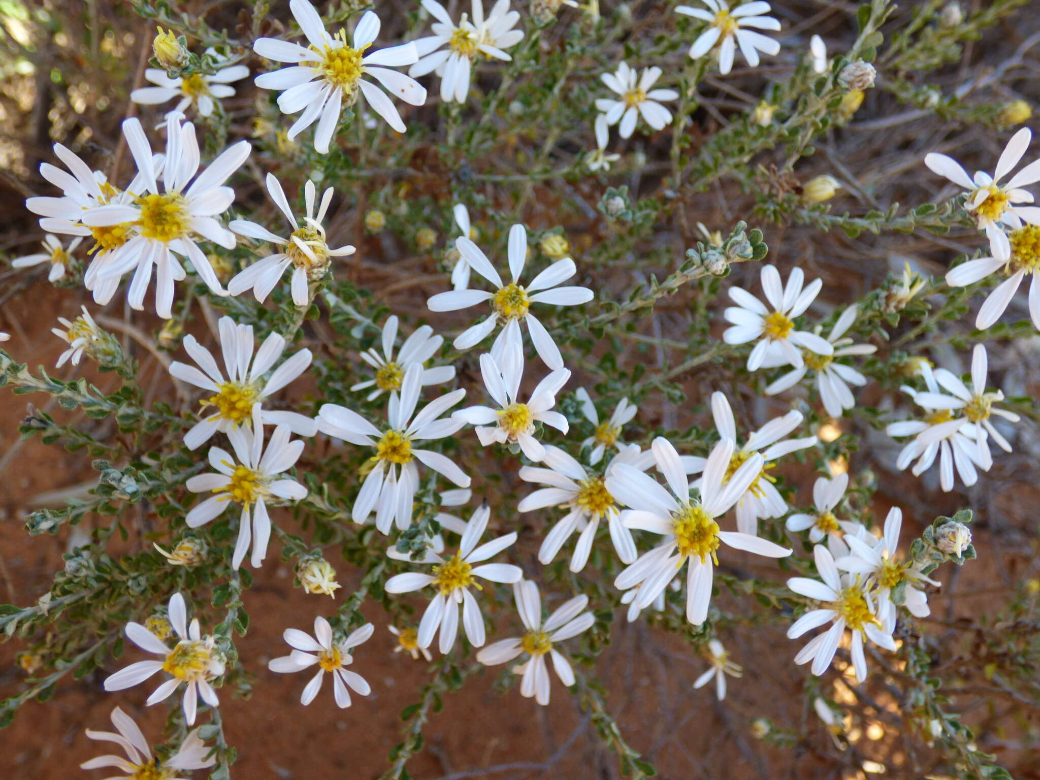 Слика од Olearia pimeleoides (DC.) Benth.