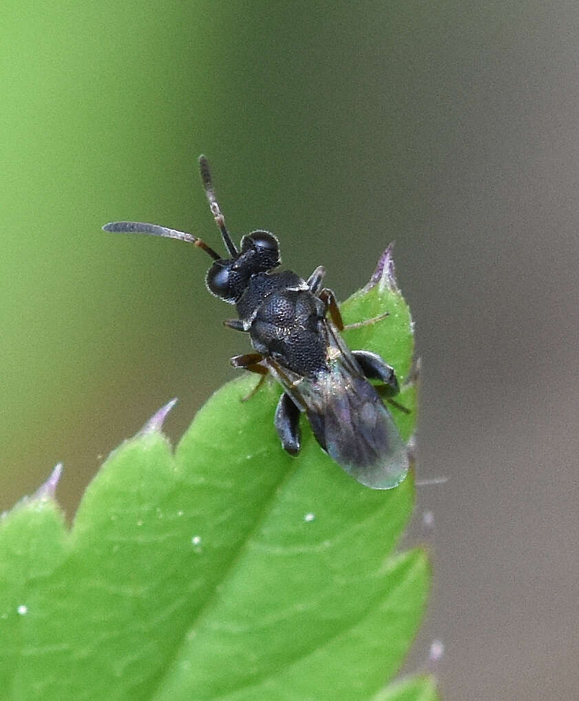 Image of Haltichella rufipes (Olivier 1791)