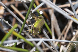 Image of Olongburra Frog