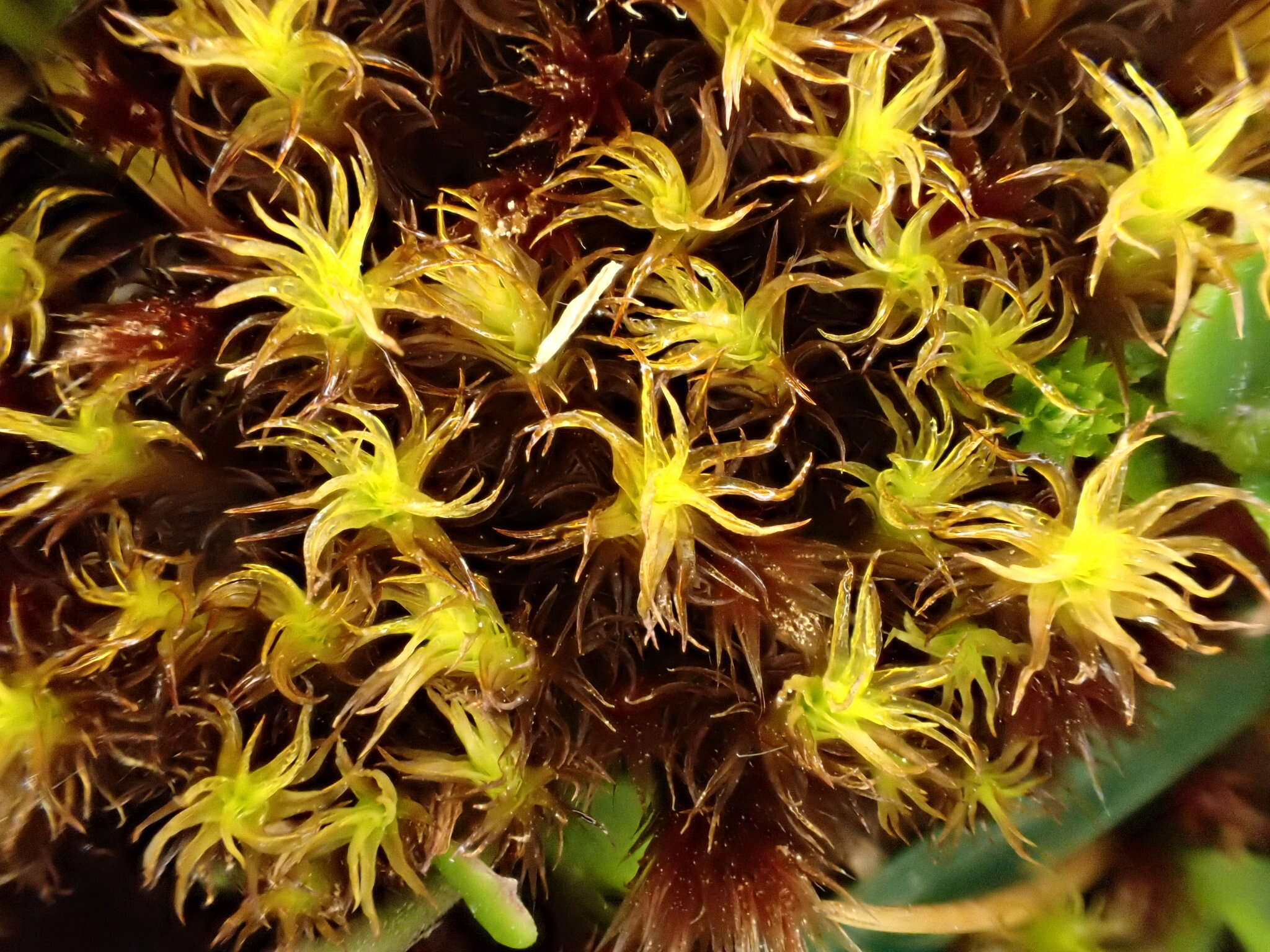 Image of giant geheebia moss