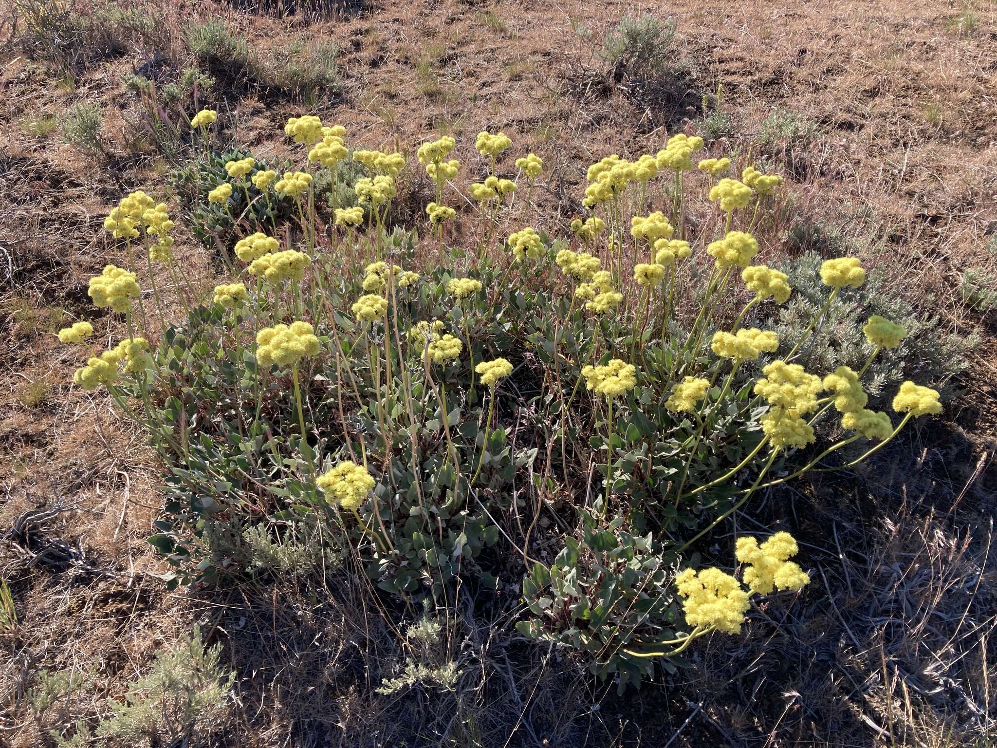 Image de Eriogonum compositum var. leianthum Hooker