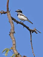 Batis senegalensis (Linnaeus 1766)的圖片