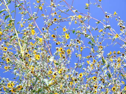 Image of silverleaf sunflower