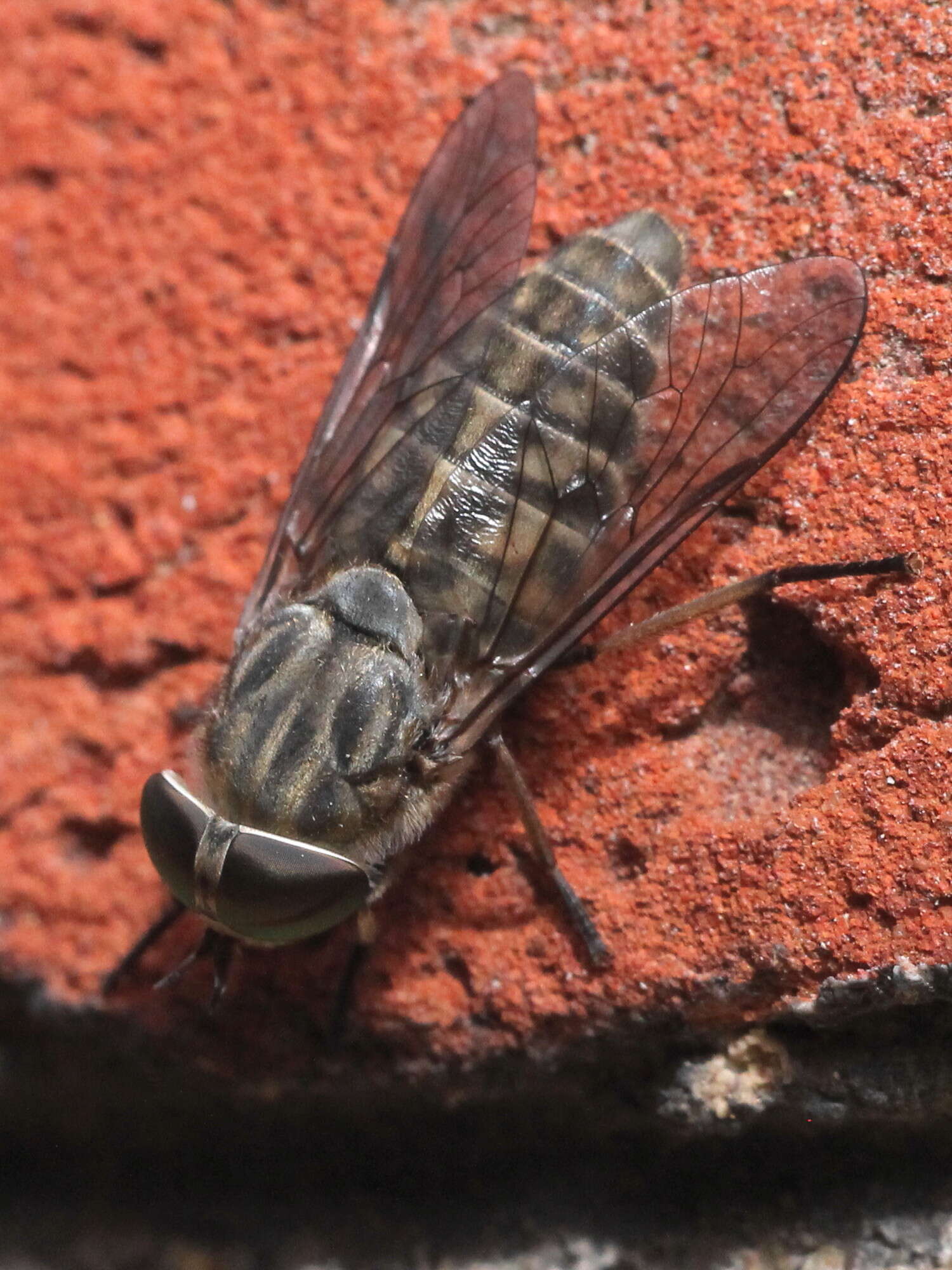 Image of Tabanus bromius Linnaeus 1758