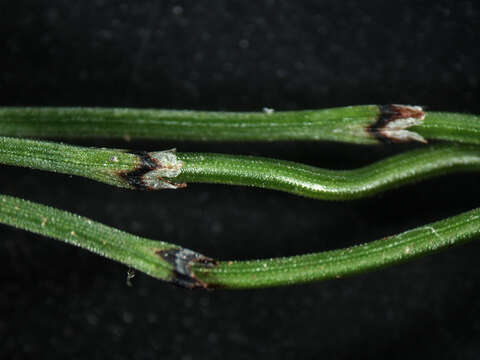 Image of Delicate Horsetail