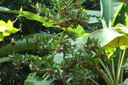 Plancia ëd Ardisia elliptica Thunb.