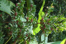 Plancia ëd Ardisia elliptica Thunb.