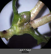 Image of Holly-leaved Naiad