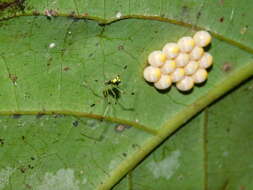 Image of Chrysso scintillans (Thorell 1895)