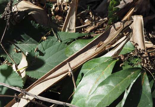 Image of Kuhne’s Grass Lizard