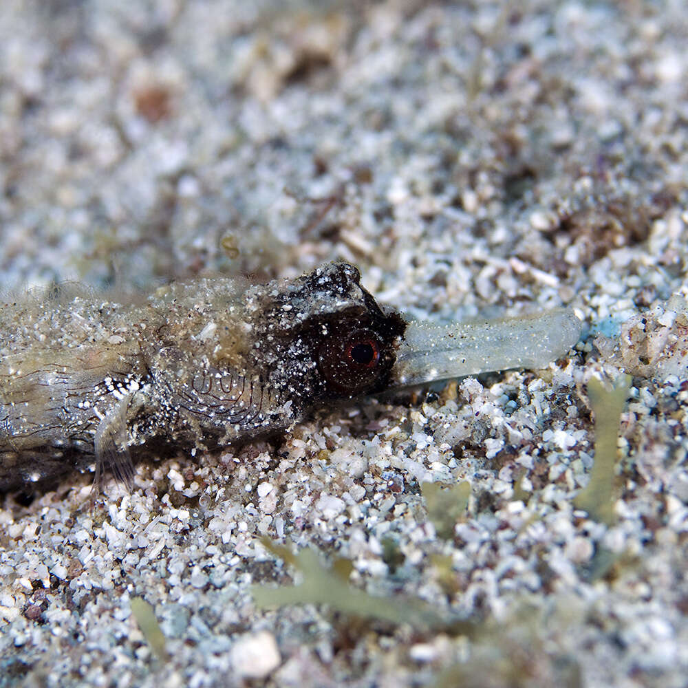 Image of White-nose Pipefish