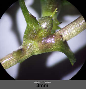 Image of Holly-leaved Naiad