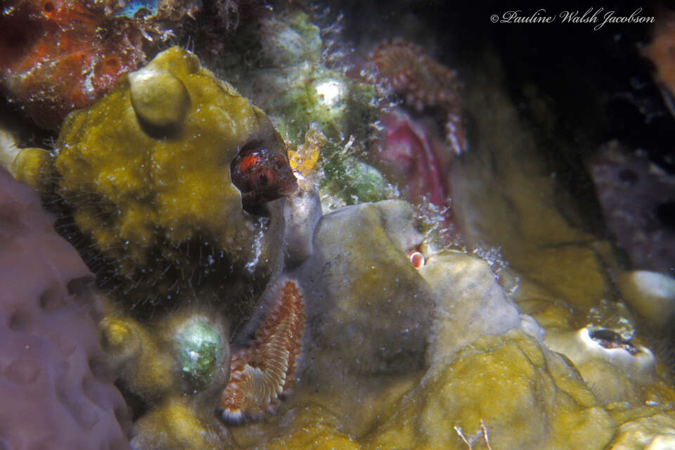 Image of Secretary Blenny