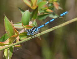 Image of Austrocoenagrion lyelli (Tillyard 1913)