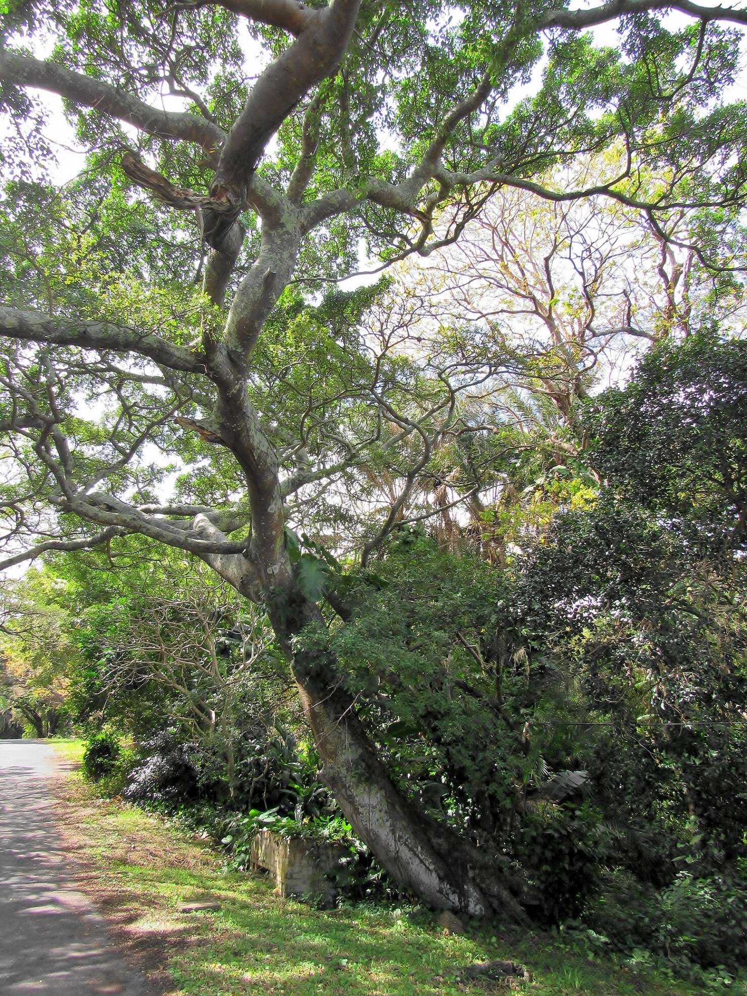 Ficus natalensis subsp. natalensis的圖片