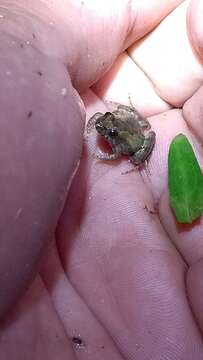 Image of Hensel’s Swamp Frog