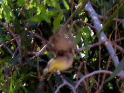 Image of Yellow-bellied Eremomela