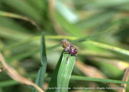 Image of Paracatua rubrolimbata (Signoret 1854)