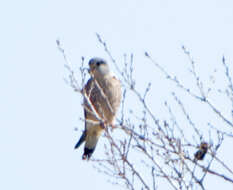 Image of Lesser Kestrel