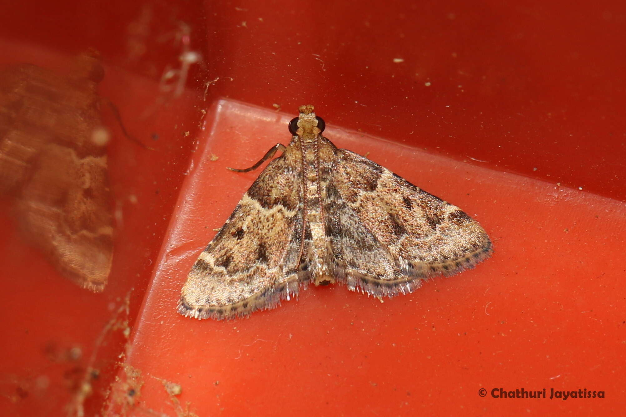 Pyralis manihotalis Guenée 1854 resmi