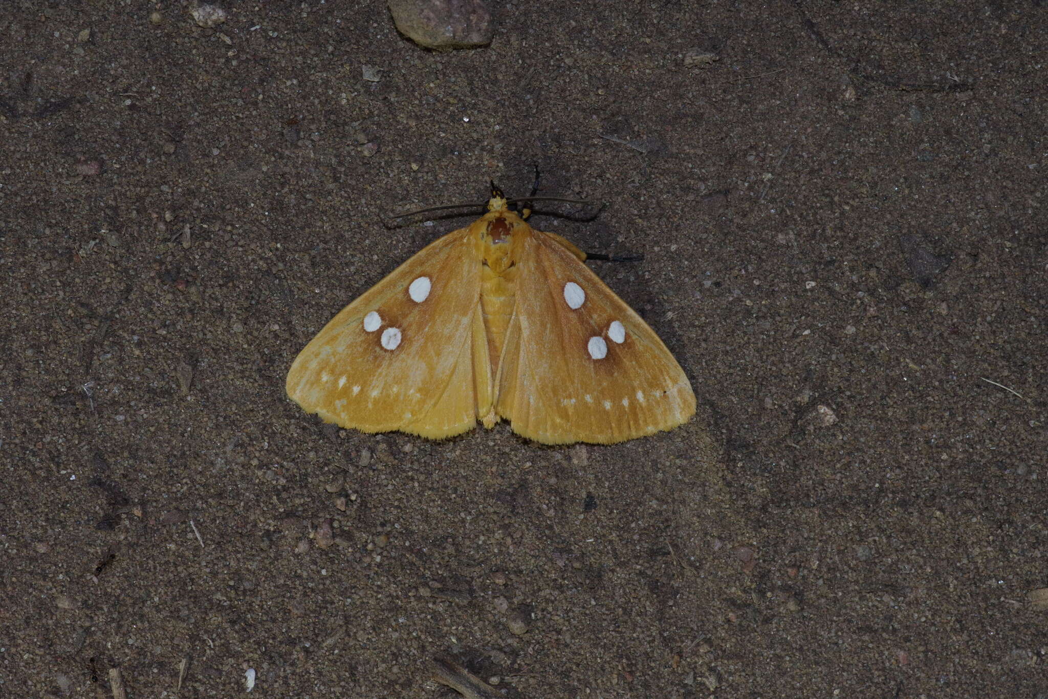 Plancia ëd Rhanidophora ridens Hampson 1902