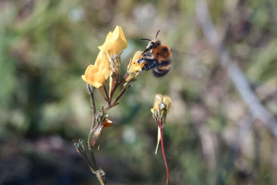 Image of Anthophora atroalba Lepeletier 1841